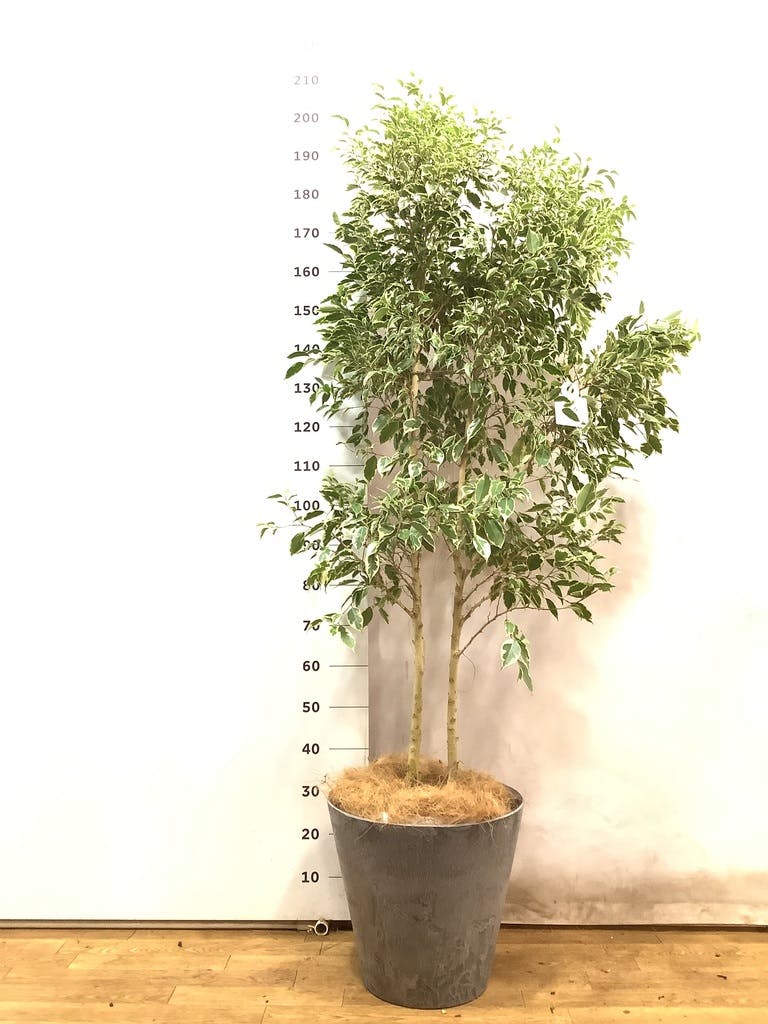 観葉植物 フィカス ベンジャミン 10号 スターライト アートストーン 