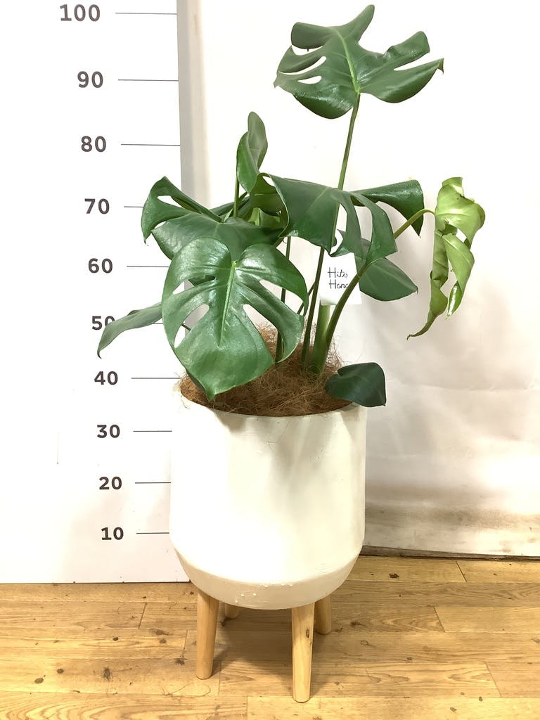 観葉植物 モンステラ 10号 ボサ造り プラスチック鉢 | 観葉植物