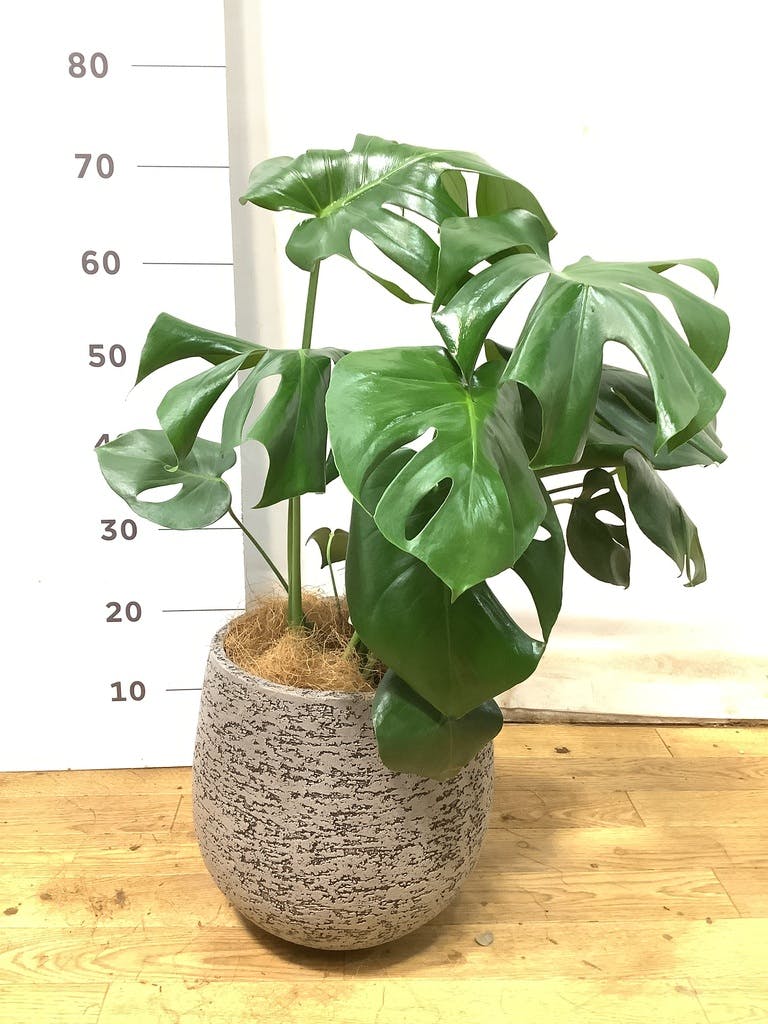 モンステラ 1点もの | 観葉植物 | 送料無料でお届け - Hitohana
