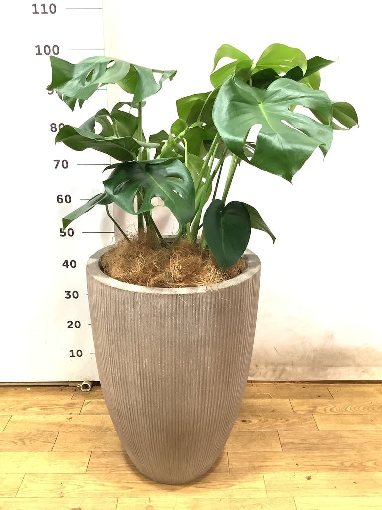 モンステラ 1点もの | 観葉植物 | 送料無料でお届け - Hitohana