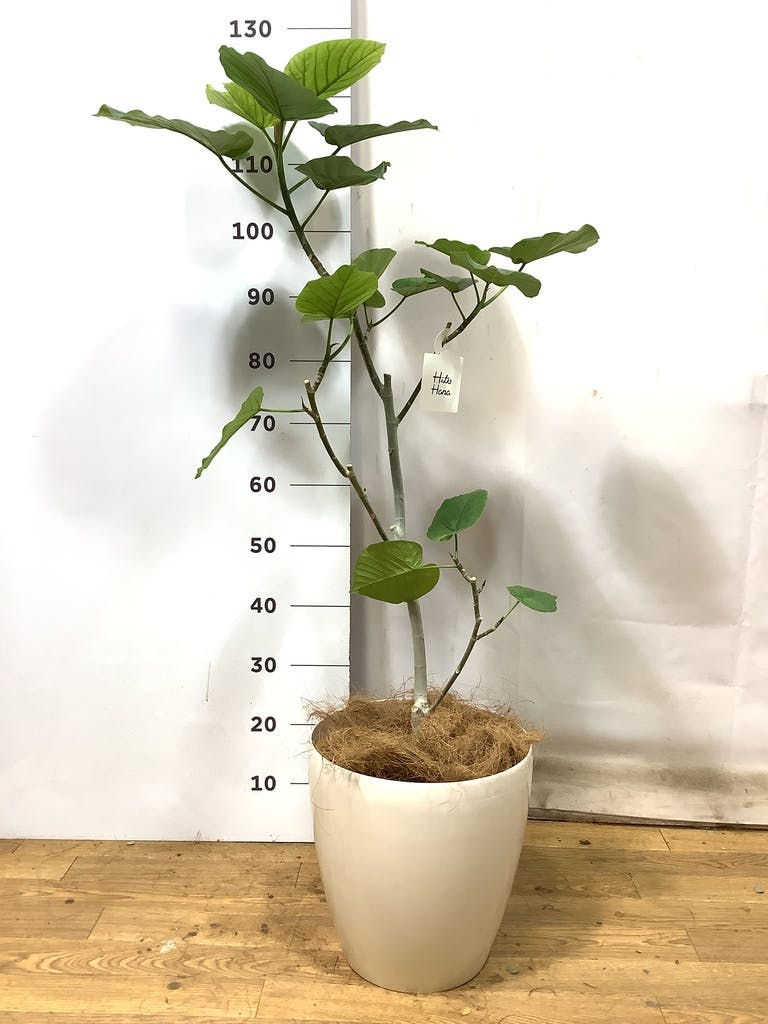 観葉植物 フィカス ウンベラータ 8号 ノーマル ラスターポット