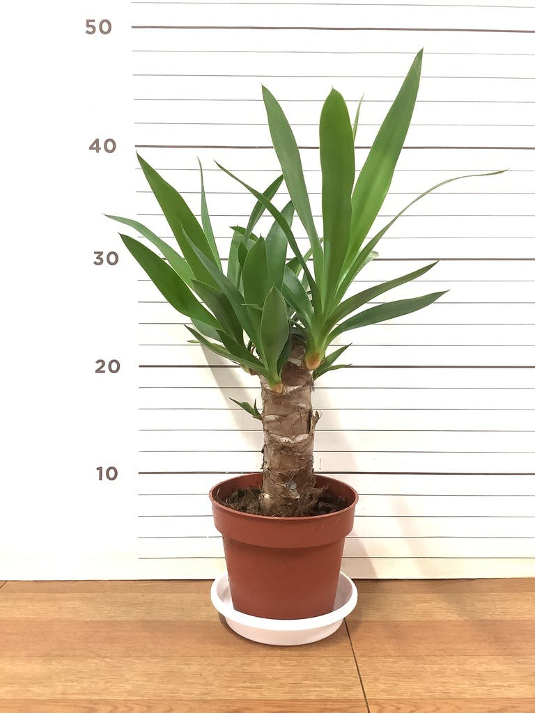 小倉園 フィカス・ユキ 8号鉢 観葉植物 鉢植え インテリア