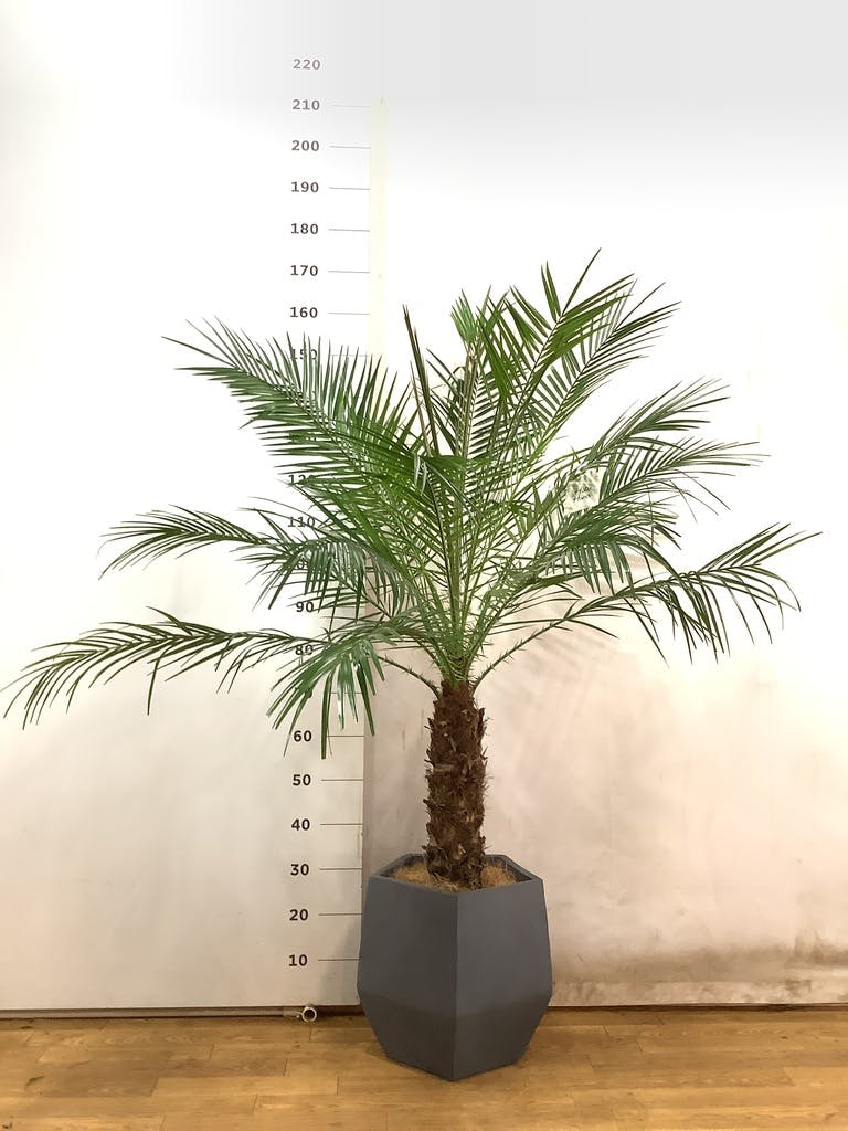 観葉植物 フェニックスロベレニー 8号 ベータ キューブ