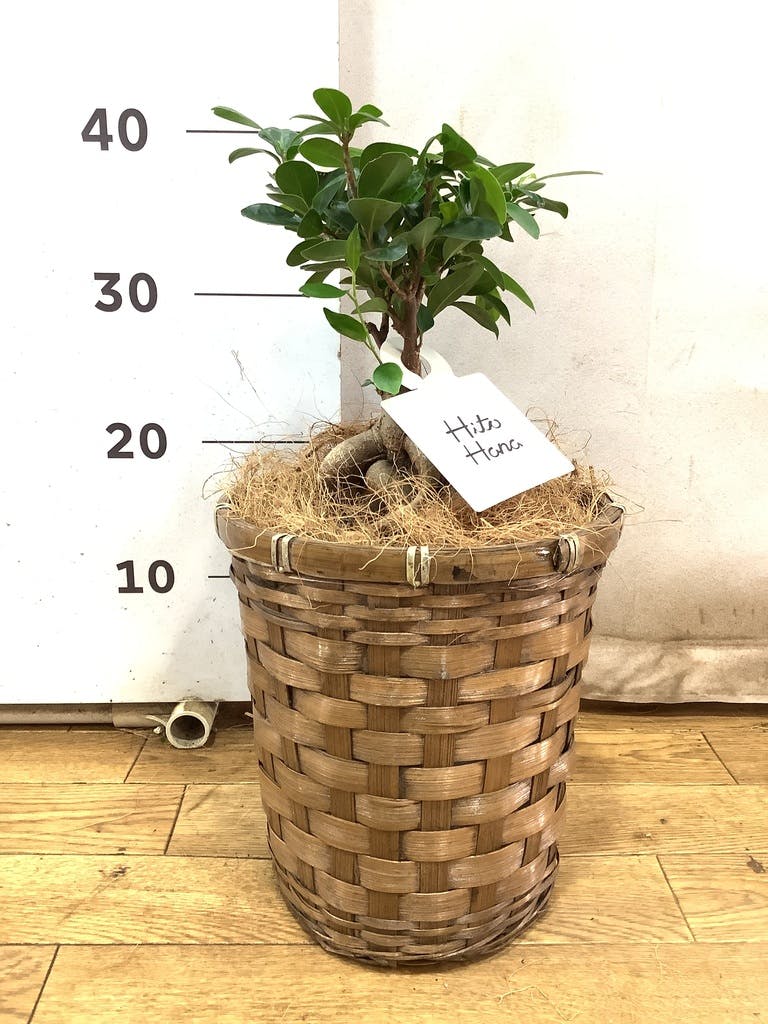 観葉植物 ガジュマル 6号 竹バスケット 付き | 観葉植物なら