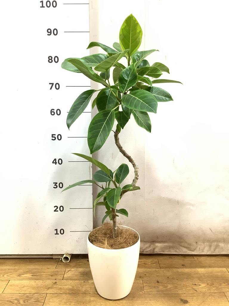 【現品】フィカス・アルテシーマ　曲がり　5号ポット（3） 観葉植物 フィカス アルテシーマ 5号 曲り プラスチック鉢 | 観葉植物