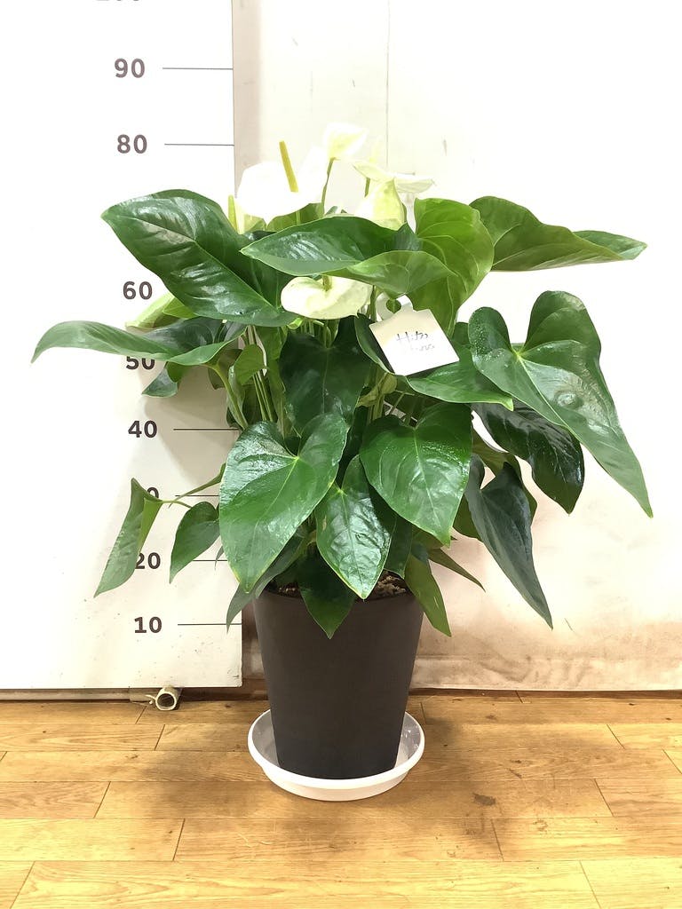 その他観葉植物 Latte 観葉植物 アンスリウム 5号 ホワイト インティ M 濃グレイ 付き