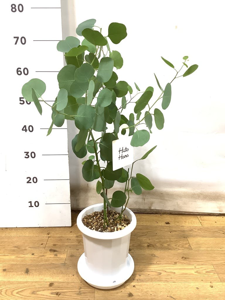 観葉植物 ユーカリ 6号 ポポラス（ポリアンセモス） プラスチック鉢