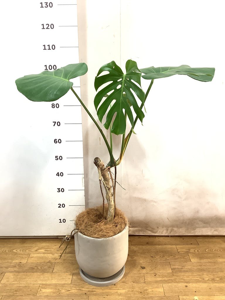 観葉植物 モンステラ 7号 根あがり パボ ジャー オフホワイト