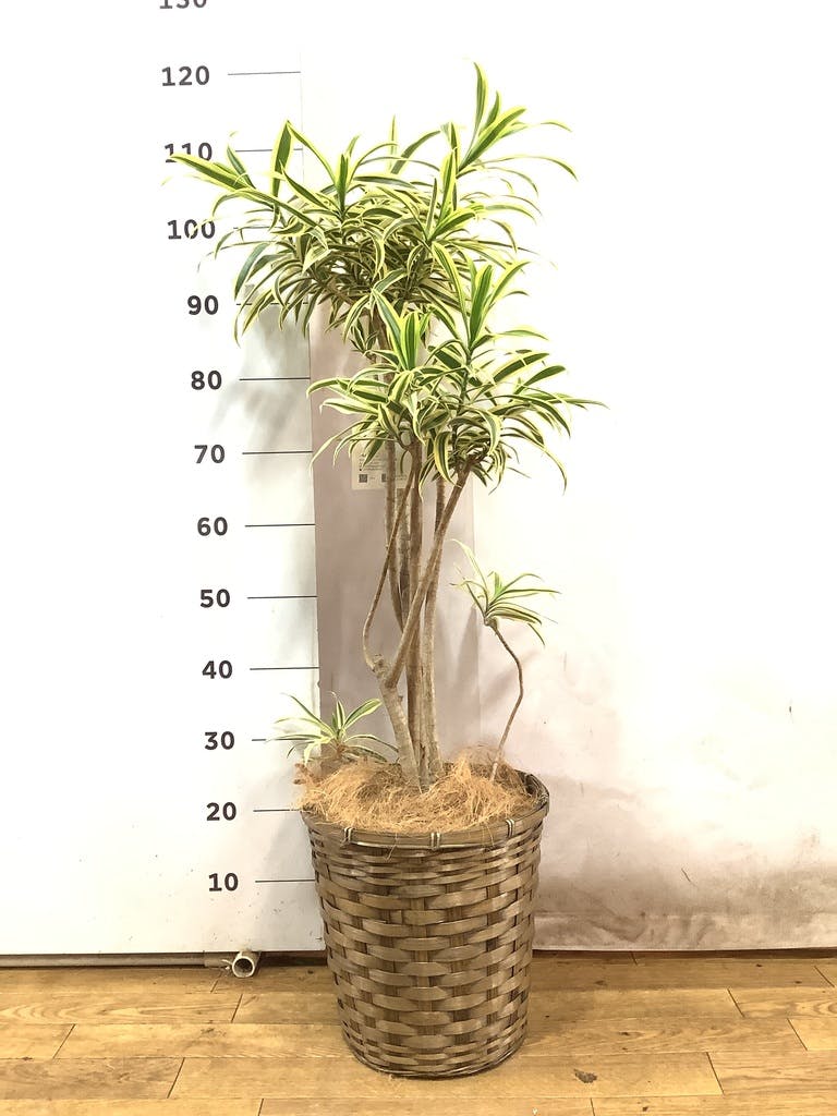観葉植物 ドラセナ ソング オブ インディア 8号 竹バスケット