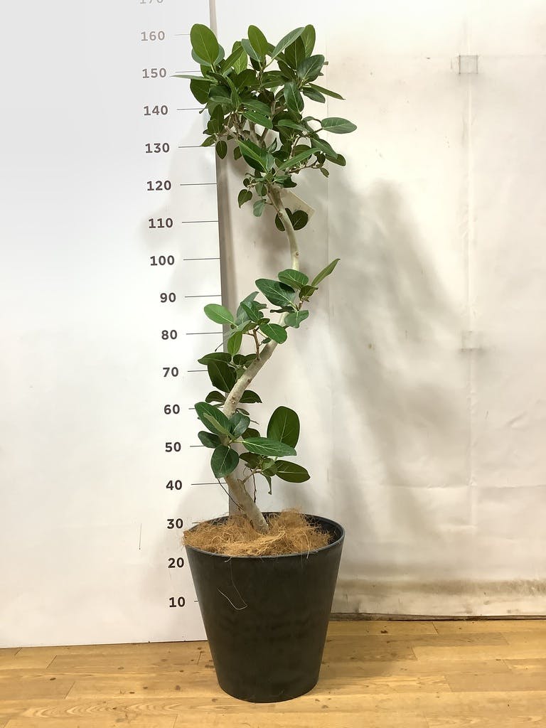 観葉植物 フィカス ベンガレンシス 8号 曲り アートストーン ラウンド