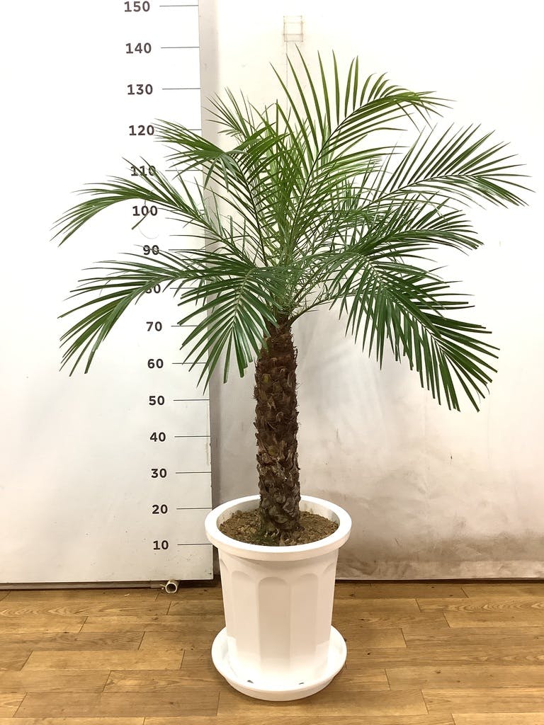 特大　フェニックス　ロベレニー　10号　サンセットゴールド　陶器鉢　植え込み発送 特大 フェニックス ロベレニー 10号 サンセットゴールド 陶器鉢