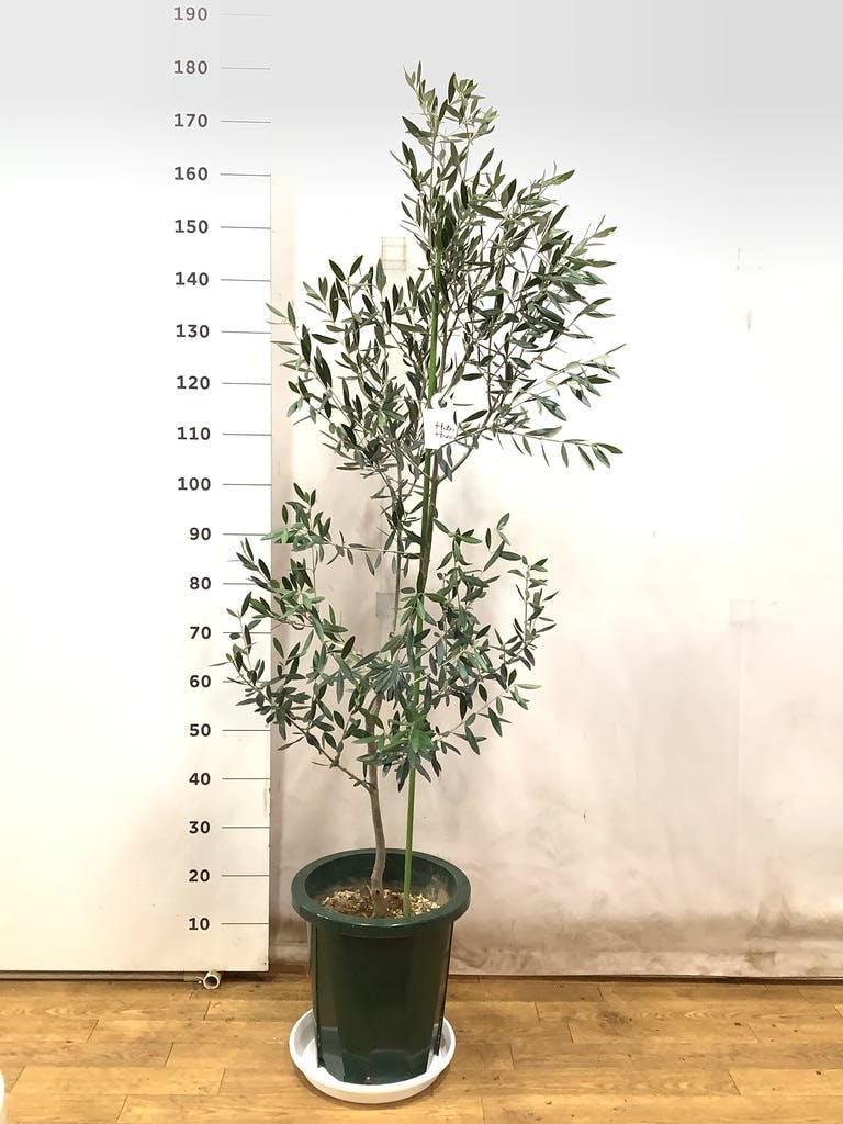 オリーブの木　ピクアル　10号　約145cm　NO.608　人気品種　現品掲載 オリーブの木 ピクアル 10号 約145cm NO.608 人気品種 現品掲載
