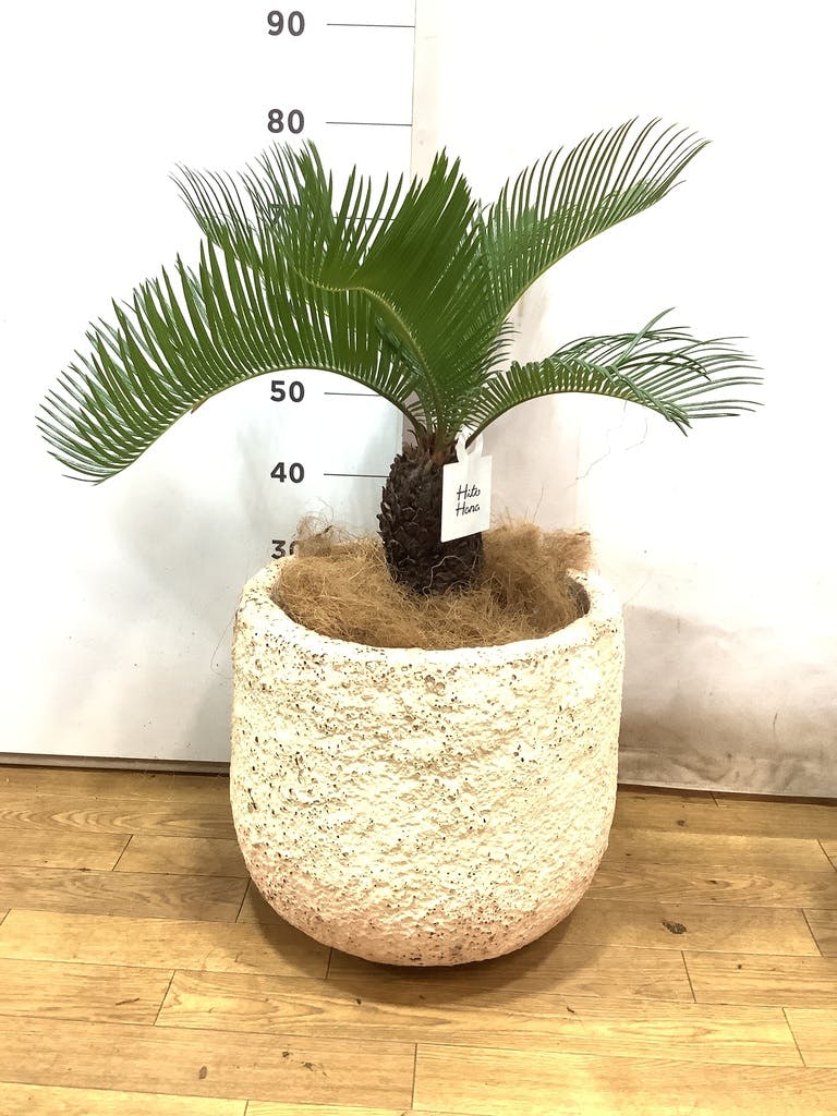 観葉植物 ソテツ 8号 ジュピター 白 付き | 観葉植物なら