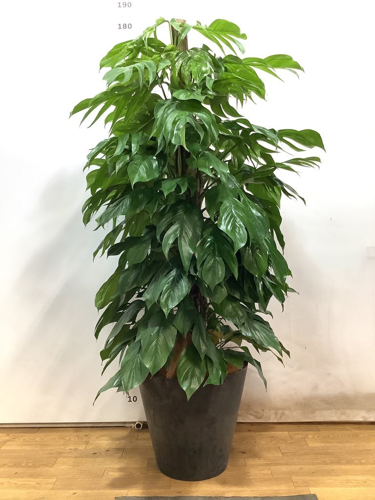 その他観葉植物 3104 観葉植物 ガジュマル 4号 股仕立て Mango Wood