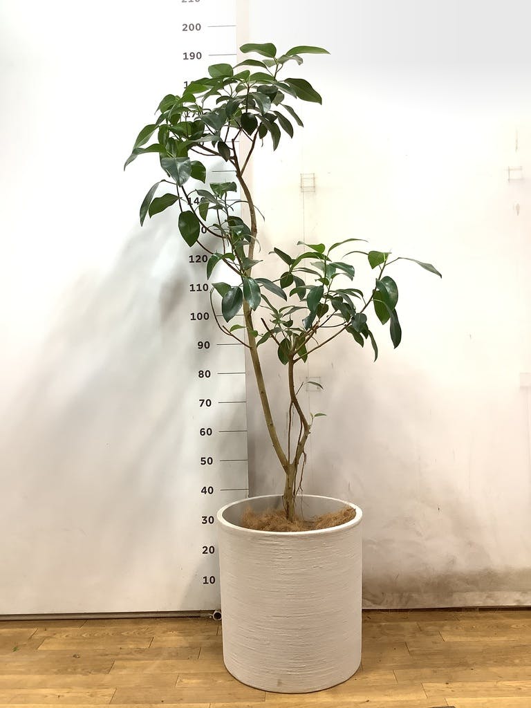 観葉植物 フランスゴムの木 10号 気根 ブリティッシュキューブ 付き