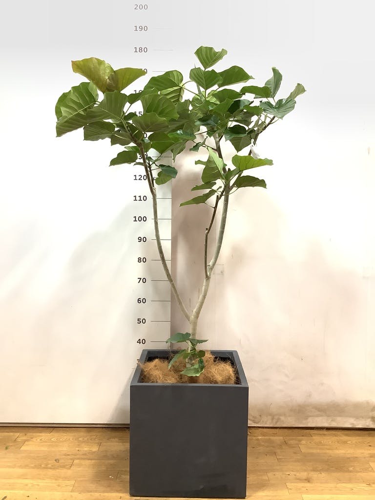 観葉植物 フィカス ウンベラータ 【200cm】 10号 #72131 ※1都3県配送