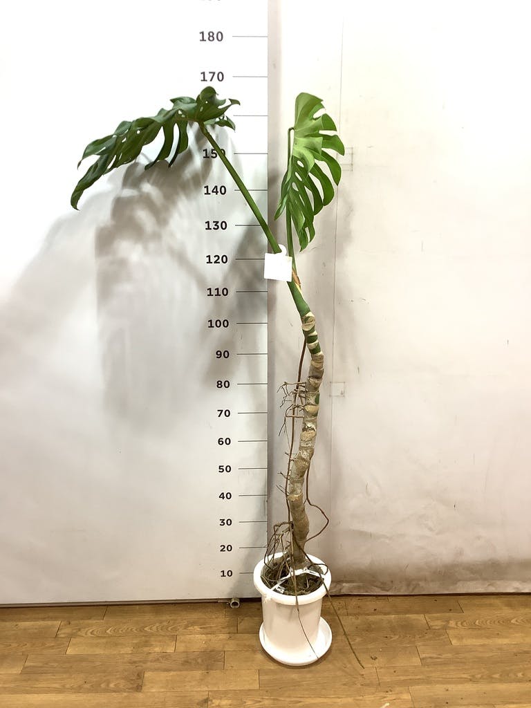 観葉植物 モンステラ 8号 根あがり プラスチック鉢 | 観葉植物なら