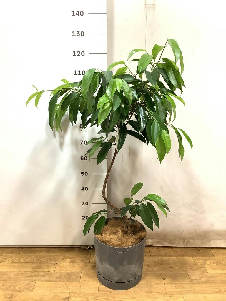 観葉植物 フィカス アムステルダムキング 7号 曲り プラスチック鉢