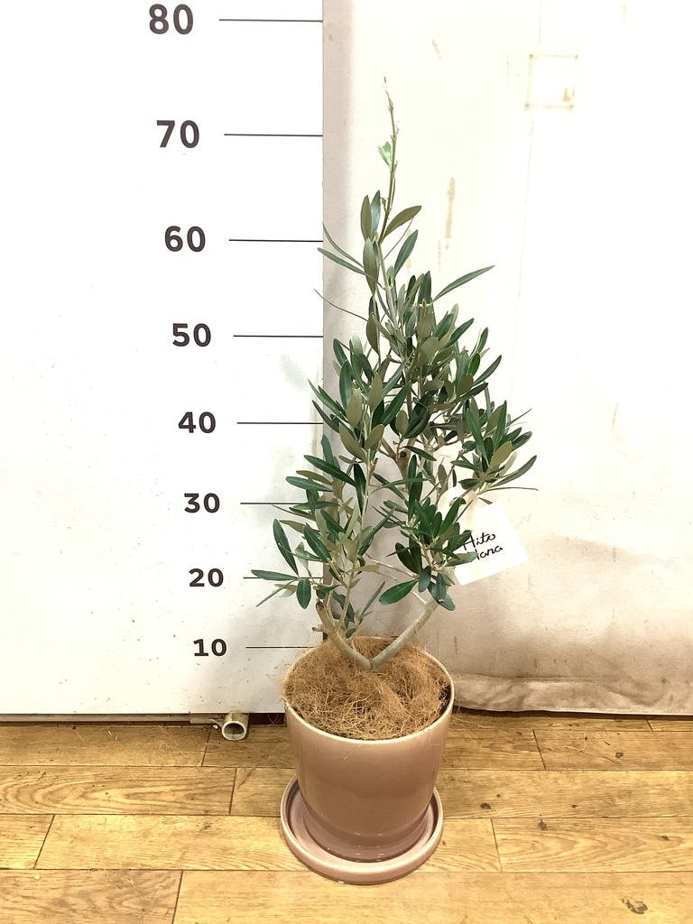 オリーブの木　ひなかぜ　10号　約195cm　NO.878　現品掲載 NEWひなかぜ（オリーブの木）｜Lサイズ｜NO.10878｜約195cm｜初心者