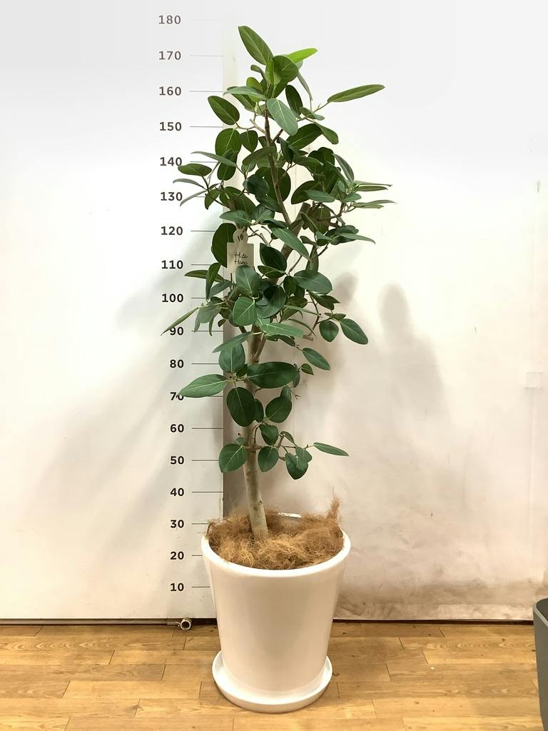 観葉植物 フィカス ベンガレンシス 10号 ストレート サブリナ 白 付き