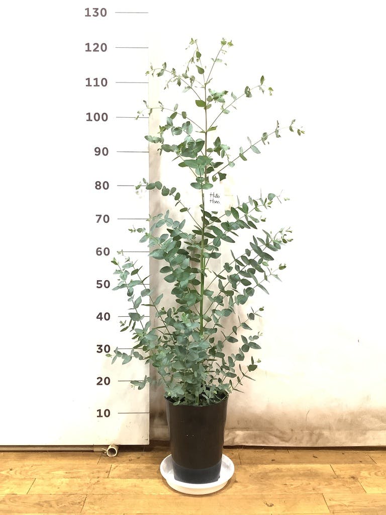 観葉植物 ユーカリ 7号 グニー プラスチック鉢 | 観葉植物ならHitoHana