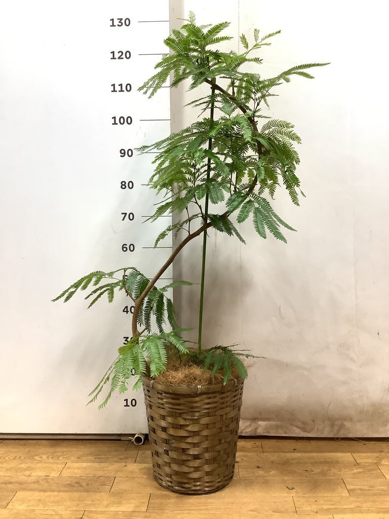 観葉植物 エバーフレッシュ 8号 曲り エコストーンwhite 付き