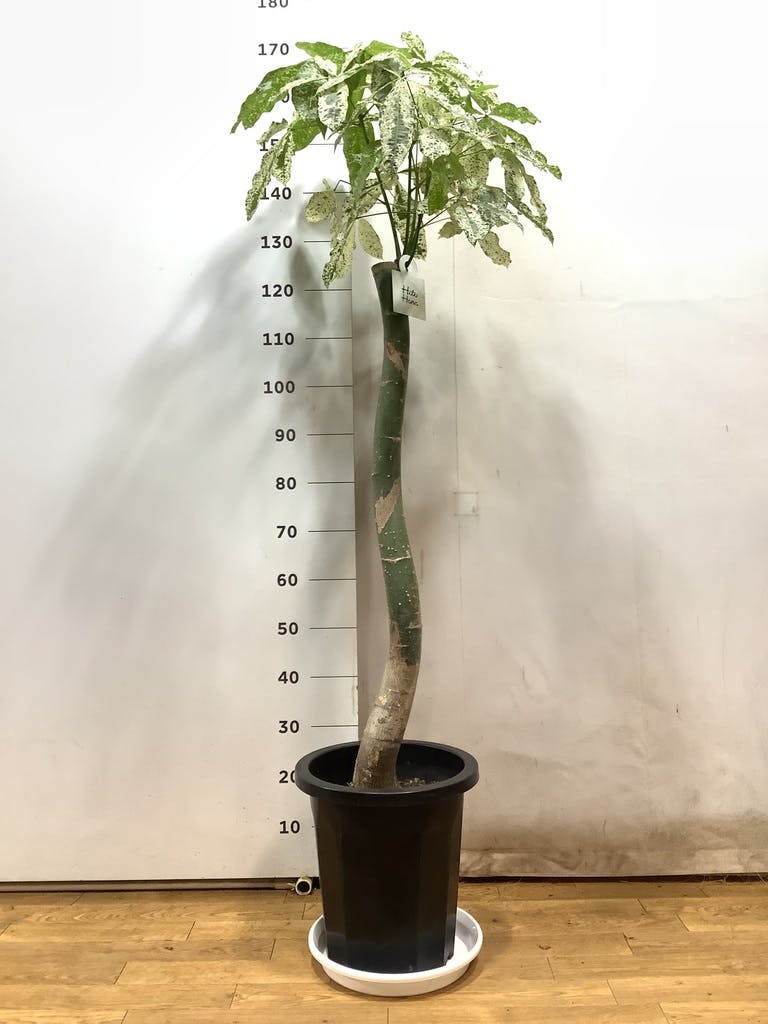 観葉植物 パキラ 10号 朴 斑入り プラスチック鉢 | 観葉植物なら