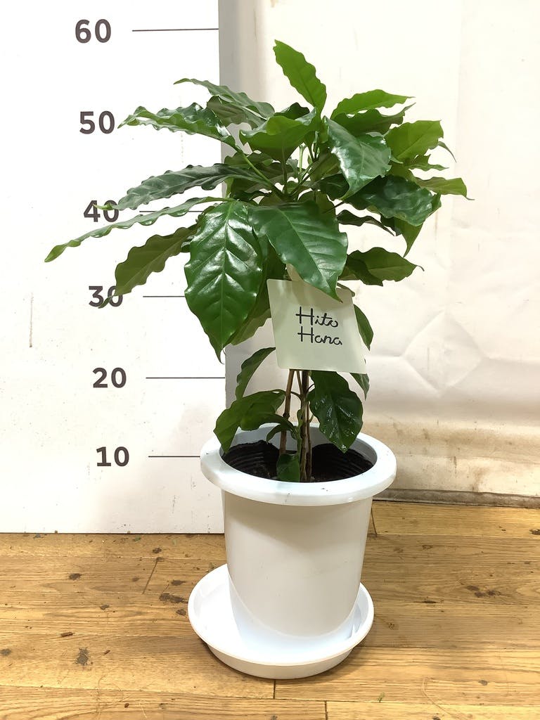 観葉植物 コーヒーの木 6号 プラスチック鉢 | 観葉植物ならHitoHana