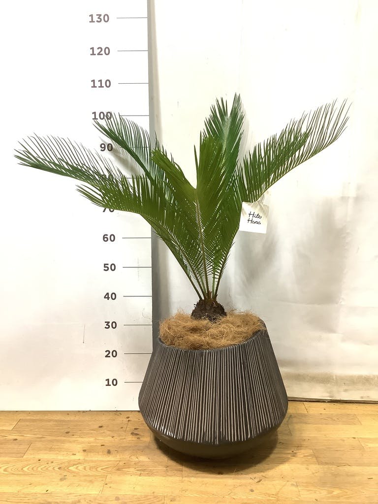 ②　ソテツ　8号　美形　最高等級 ⑧ ソテツ 8号 美形 最高等級