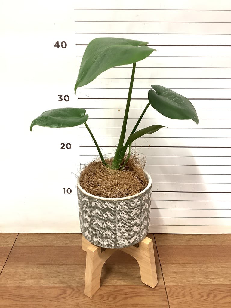 観葉植物 モンステラ 3号 ルーツ 11 K ブラック 付き | 観葉植物