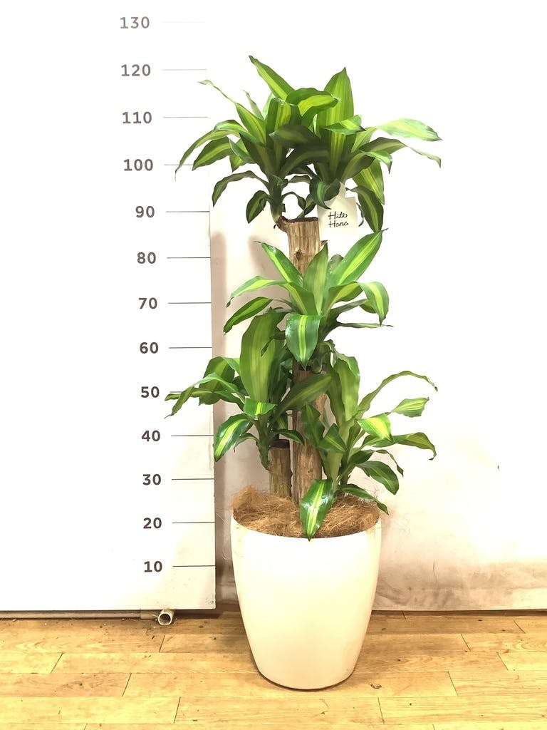 観葉植物 ドラセナ 幸福の木 8号 ノーマル ラスターポット 付き