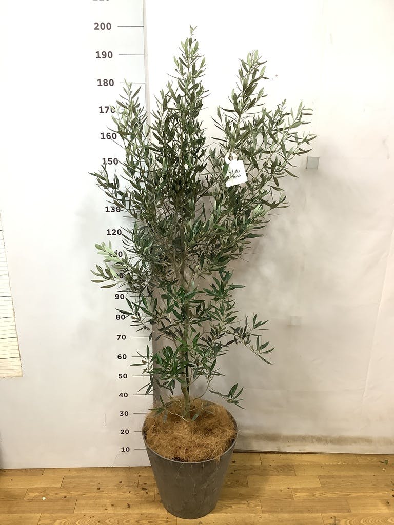 観葉植物 オリーブ 10号 チプレッシーノ アートストーン ラウンド