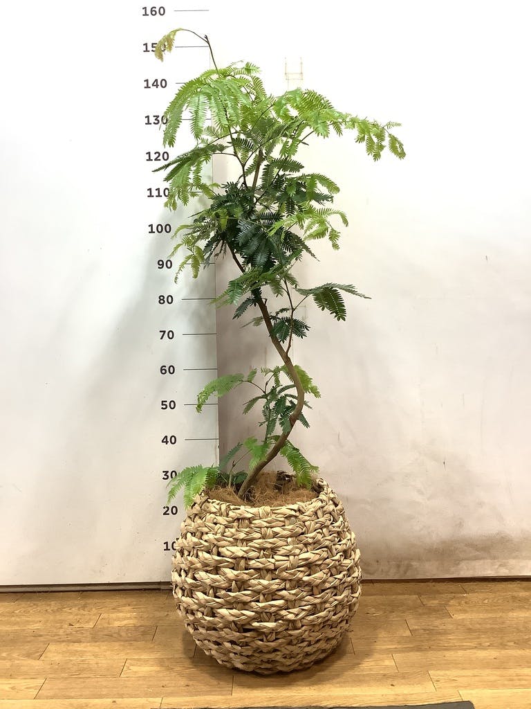 観葉植物 エバーフレッシュ 8号 曲り ラッシュバスケット Natural 付き