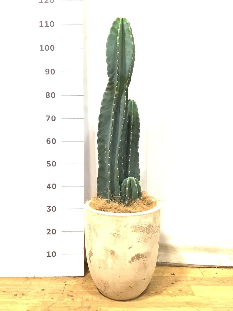 サボテンページ TRUNK GARDEN PLANTS MARKET 柱サボテン🌵 植物の高さ¥150cm