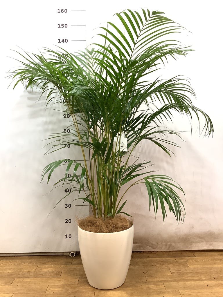 アレカヤシ 8号 | 観葉植物 | インテリアやギフトに - Hitohana