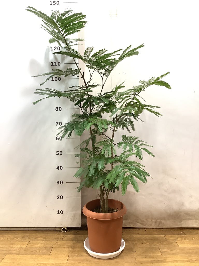 観葉植物 エバーフレッシュ 8号 ボサ造り プラスチック鉢 | 観葉