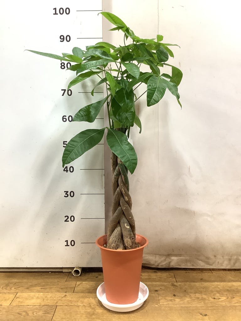 パキラ　6寸プラ鉢 パキラ 6号 | 観葉植物 | 送料無料でお届け - Hitohana（ひとはな）