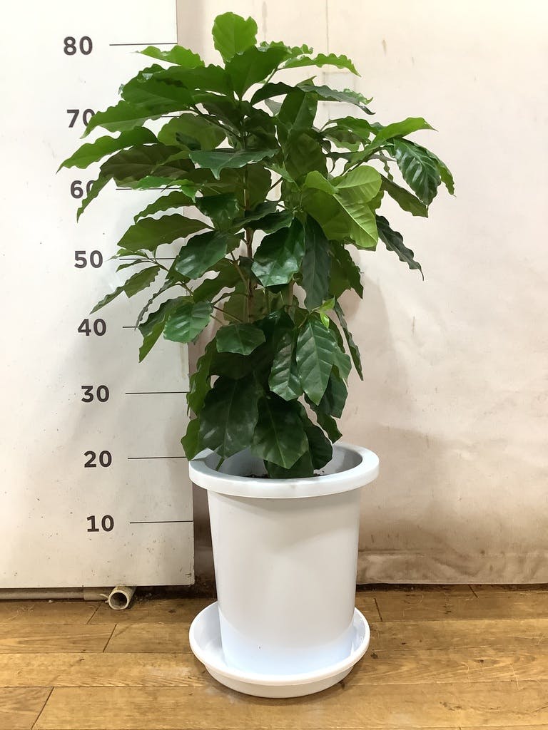 観葉植物 コーヒーの木 8号 プラスチック鉢 | 観葉植物なら