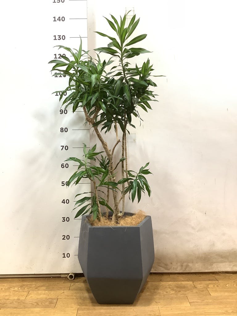その他観葉植物 jasmine 観葉植物 ドラセナ ソング オブ ジャマイカ 8号 ポリゴヘクサ 白