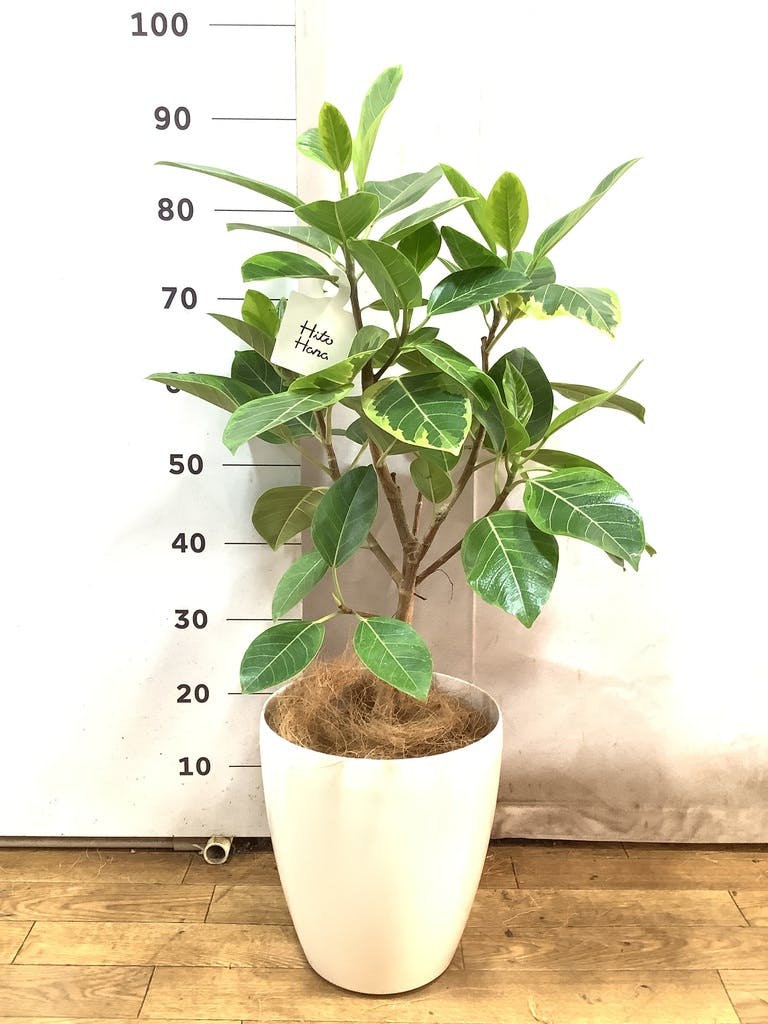 観葉植物 フィカス アルテシーマ 風水 | HitoHana（ひとはな）