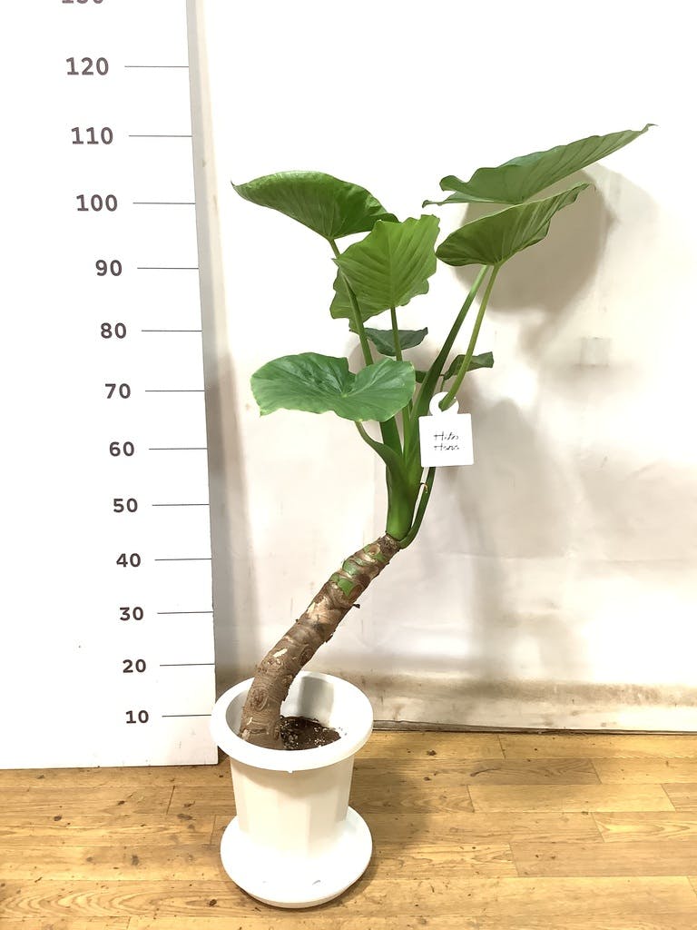 クワズイモ 8号 | 観葉植物通販HitoHana(ひとはな)