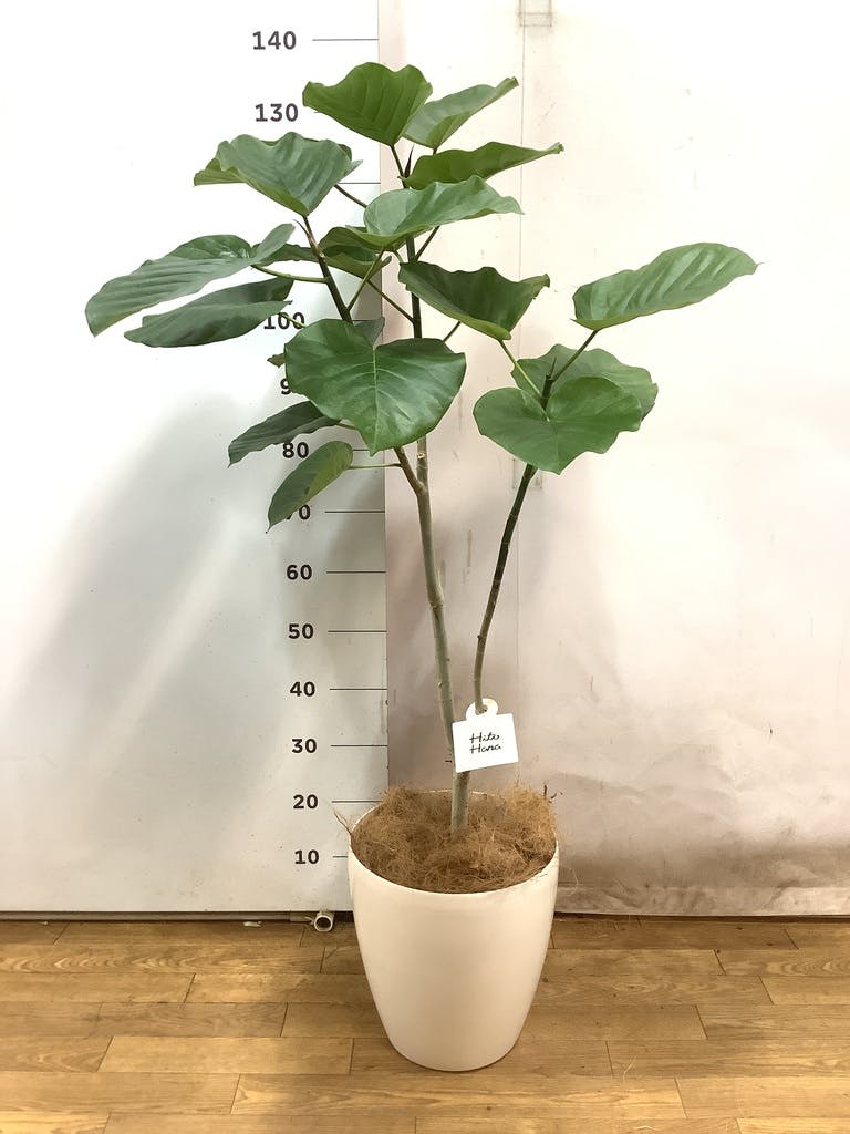 観葉植物 フィカス ウンベラータ 8号 ノーマル ラスターポット