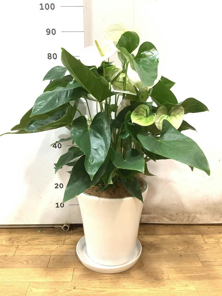 観葉植物 アンスリウム 8号 ホワイト サブリナ 白 付き | 観葉植物なら
