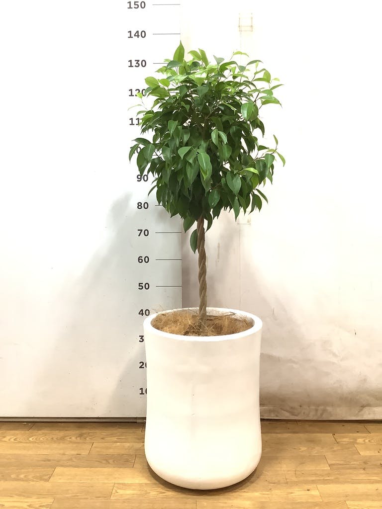 観葉植物 フィカス ベンジャミン 8号 玉造りバスク ミドル ホワイト