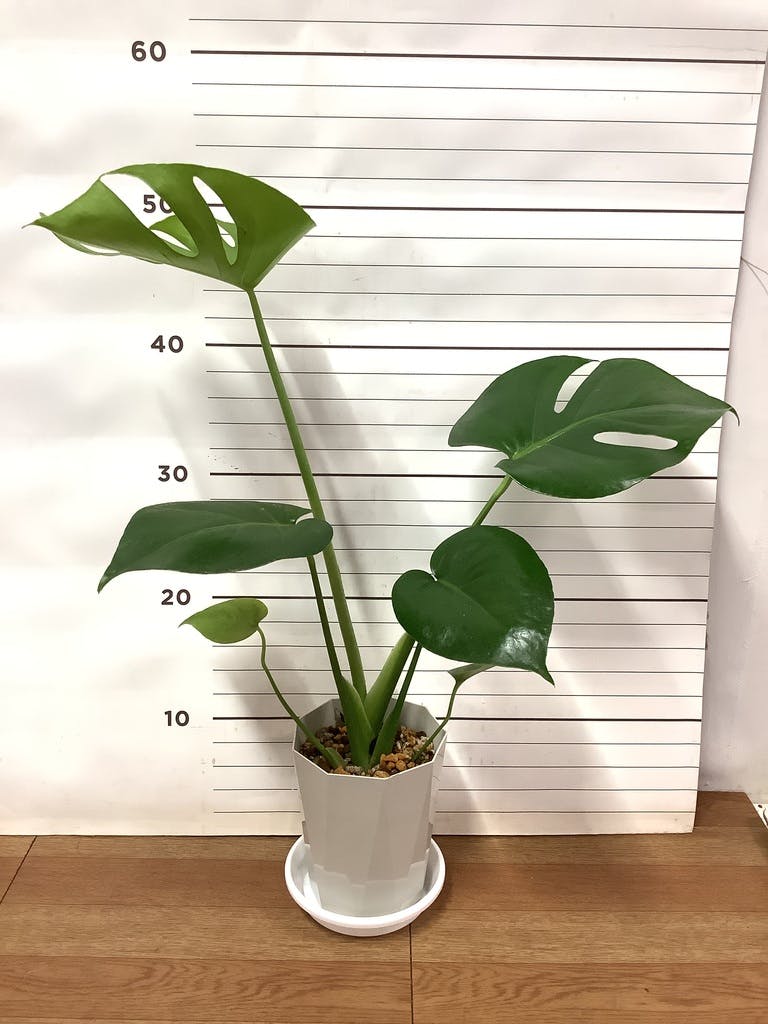 観葉植物 モンステラ 4号 ボサ造り プラスチック鉢 | 観葉植物なら