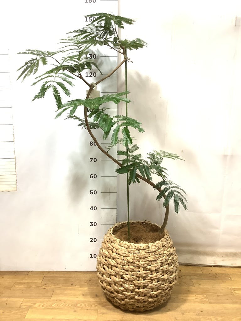 観葉植物 エバーフレッシュ　2m20cm 観葉植物 エバーフレッシュ 風水 | HitoHana（ひとはな）