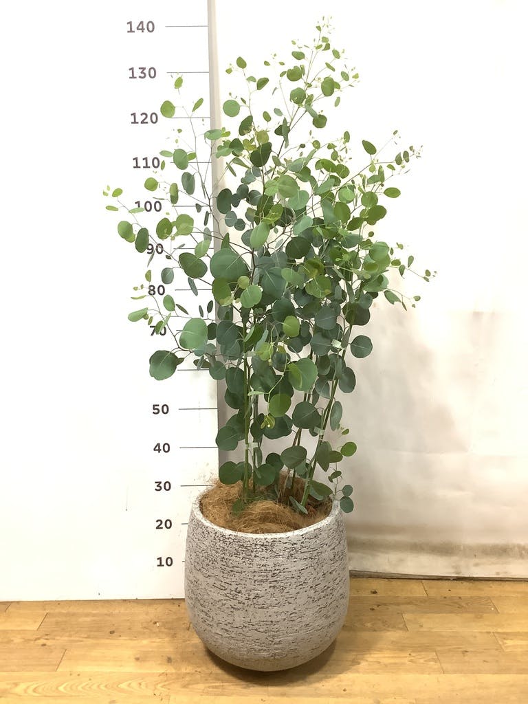 観葉植物　ユーカリ　ポリアンセモス 観葉植物 ユーカリ 8号 ポポラス（ポリアンセモス） エコストーンGray