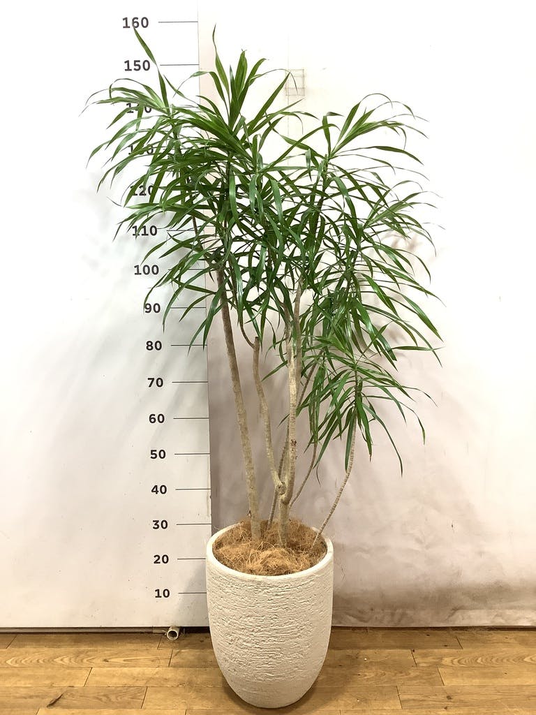 観葉植物 ドラセナ リフレクサ 8号 プラスチック鉢 | 観葉植物