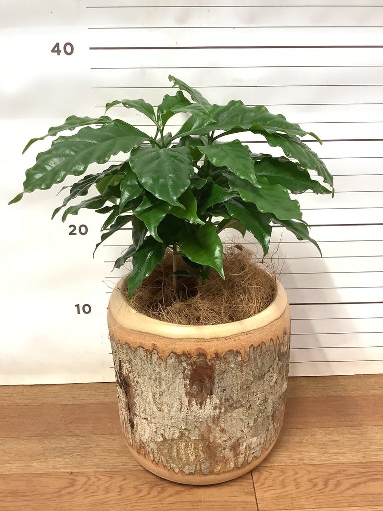 コーヒーの木 レア品種 Caturra(red) 7号 7月の新入荷コーヒーのご案内】 7/19スタート
