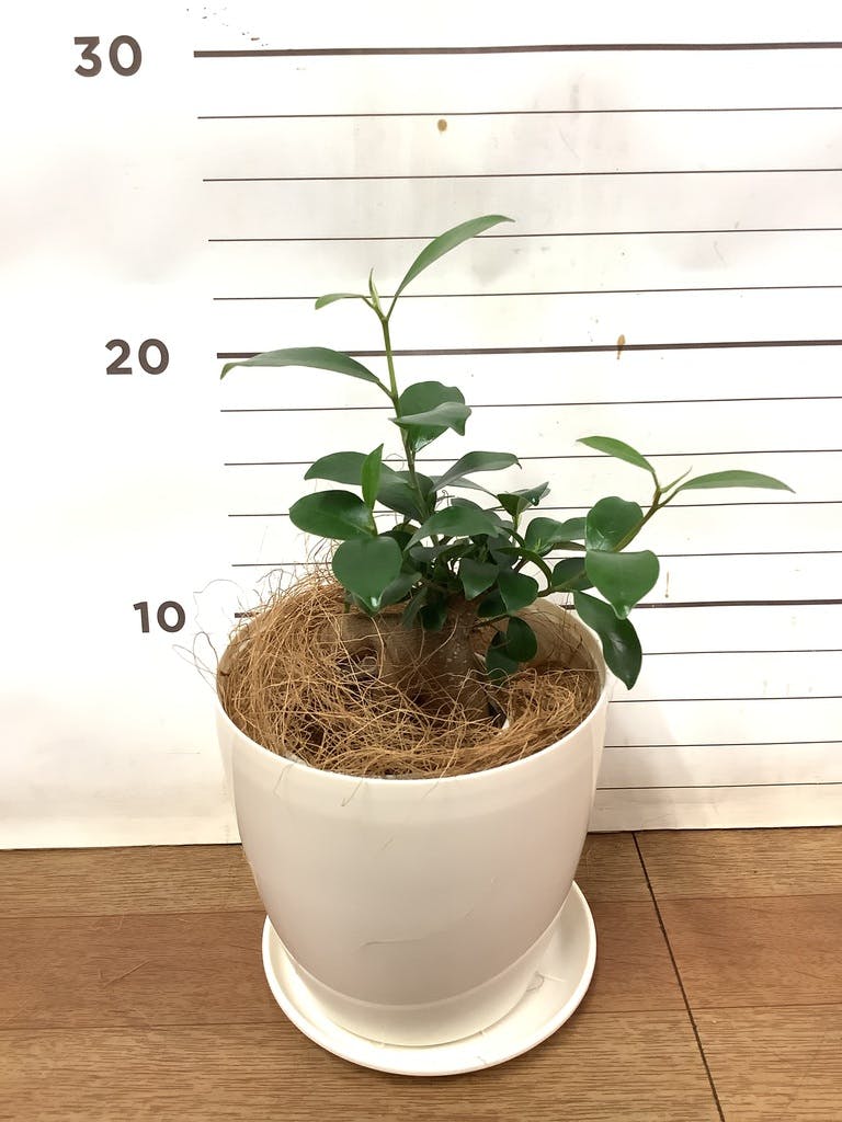 観葉植物 ガジュマル 3号 股仕立て レーナ 15 Y イエロー 付き | 観葉